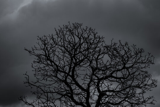 Silhouette dead tree and branch on grey sky background. Black branches of tree. Nature texture background. Art background for sad, dead, lonely, hopeless, and despair. Halloween day background.