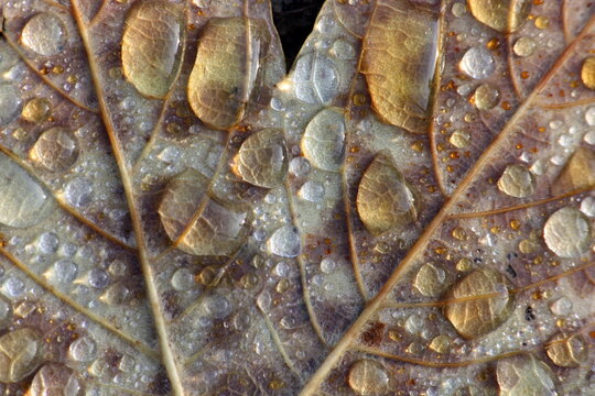 Ahornblatt