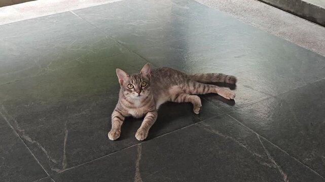 Cute tabby cat lay down on the floor.