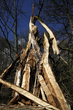 Rotbuche nach einem Sturm