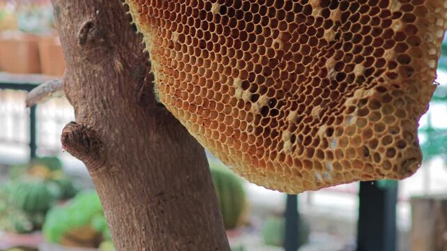 Honeycomb wax cell close up detail.