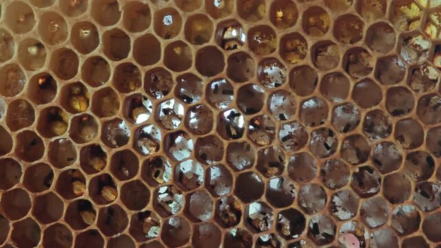 Bee larvaes in honeycomb, Bee hive.