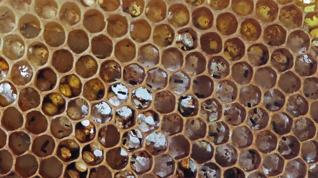 Bee larvaes in honeycomb, Bee hive.