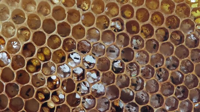 Bee larvaes in honeycomb, Bee hive.