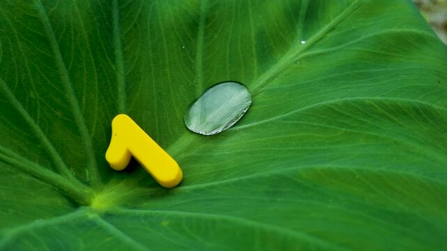 Number one yellow icon on large green leaf with clear water droplet nature macro liquid plant rain