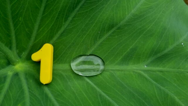 Yellow number one icon on large textured green leaf nature macro plant veins background