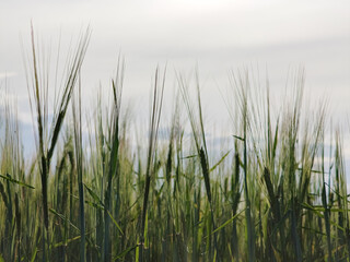 Fototapeta premium Green wheat field against cloudy sky. Fresh cereal crop growing in rural landscape. Agriculture, farming and harvest concept.