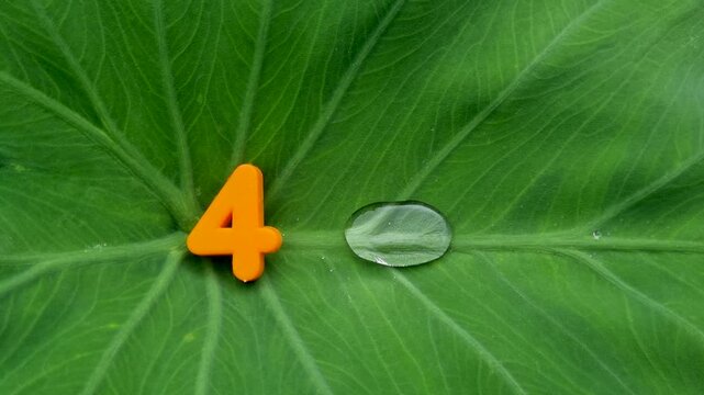 Orange number four figure resting on a large green leaf next to a single clear raindrop