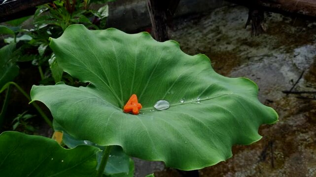 Orange number four toy placed on large green tropical leaf with water droplet nature liquid rain