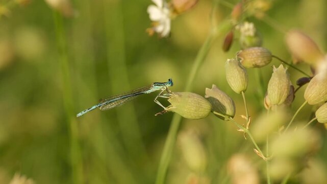 A male white-legged damselfly rests on bladder campion swaying gently in the breeze, remaining perched as the plant moves softly in the warm natural light.