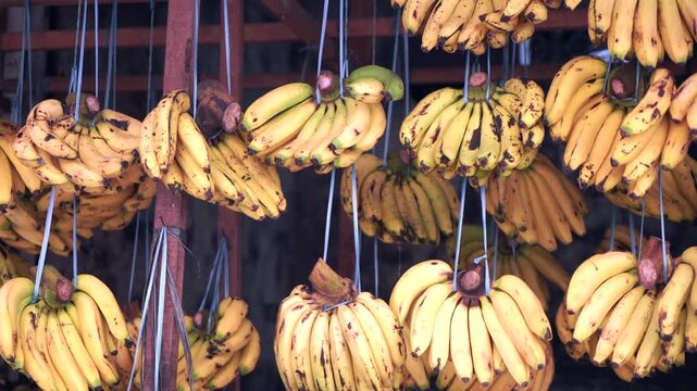 Ripe banana bunches hanging for sale at a market stall
Bunches of ripe yellow bananas hang from ropes at a traditional market stall, displayed for retail sale to customers, highlighting fresh produce.