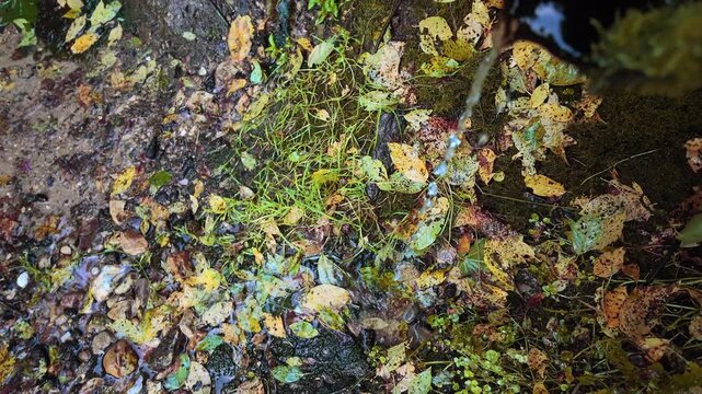 lear spring water flowing through colorful autumn leaves, moss, grass, and stones. A natural scene representing freshwater resources, ecology, seasonal change, purity, and peaceful forest nature.