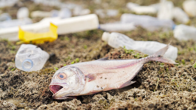 dead fish surrounded by plastic water bottles on rocky shore, water pollution, fly insects feeding on animal flesh