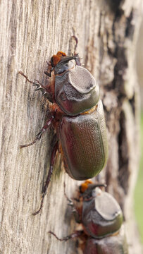 Coconut beetles from the subfamily dynastinae on a palm tree in a plantation, a pest in agriculture, in indonesia, southeast asia, close-up