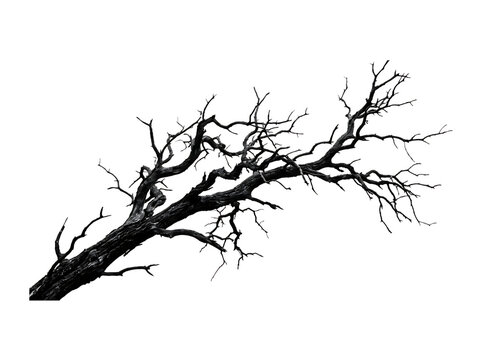 A spooky bare tree branch perfect for dark halloween design projects isolated on transparent background