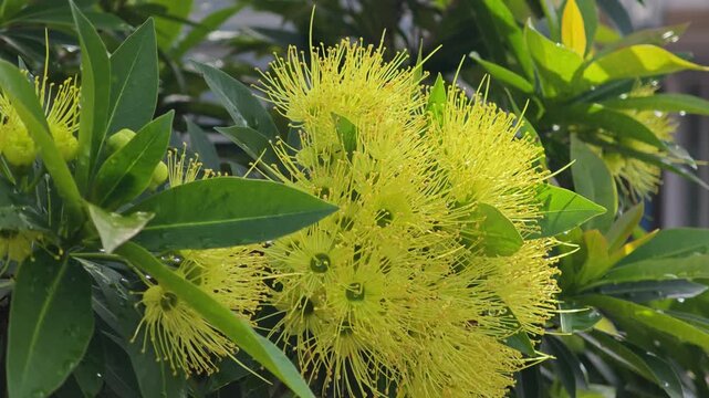 Xanthostemon Chrysanthus flower and bee.