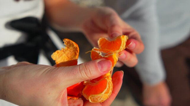 Tangerine peeling hands close up of a woman separating fresh mandarin orange segments outdoors for a healthy organic snack