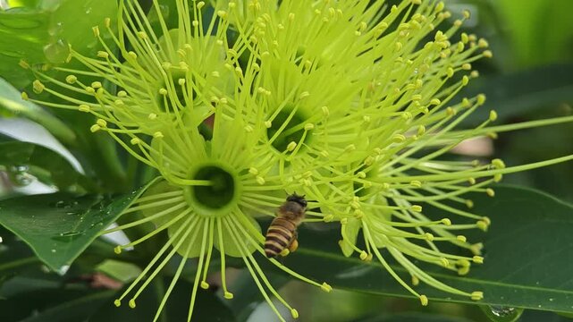 Xanthostemon Chrysanthus flower and bee.