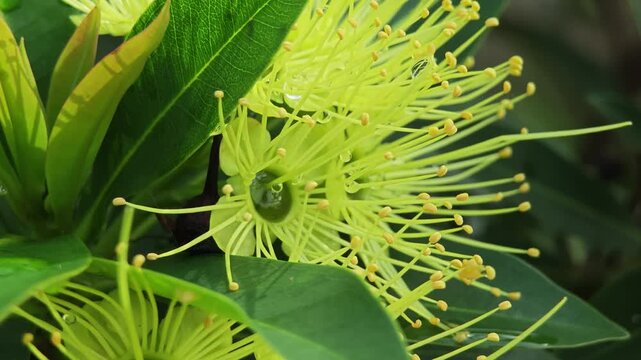 Xanthostemon Chrysanthus flower and bee.