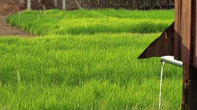 Slow motion shot of rain drop on green rice field.