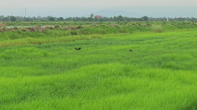 Happy dogs running in green rice field.