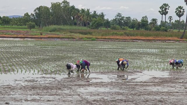 CHAI NAT, THAILAND &ndash; JUNE 30, 2026 : Transplant rice seedlings in paddy rice field.
