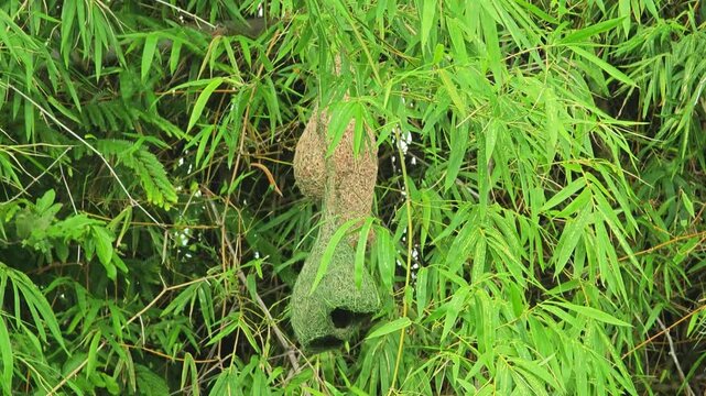 Bird nests on bamboo tree.