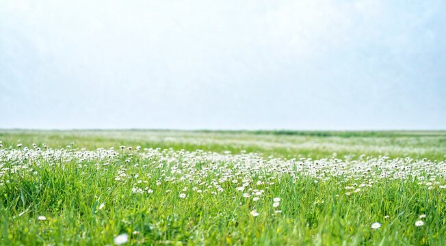 Spring meadow with wildflowers wide banner
