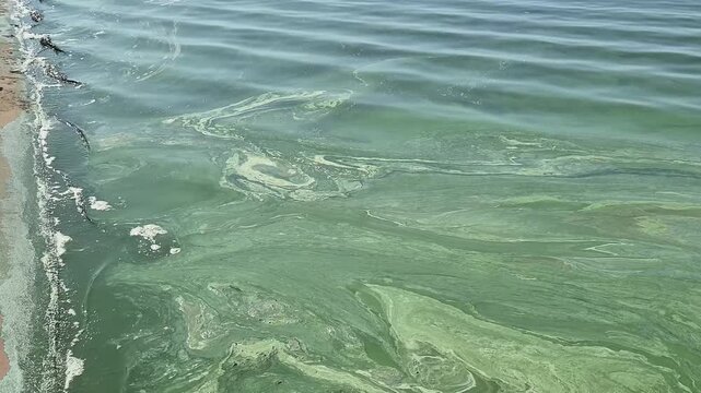 Green algae bloom floating on river water surface. Ecological pollution of lake water during summer season. Nature environmental problem and water contamination.
