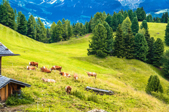 Idyllic Alpine mountain farm cows and meadows in Seiser Alm view. Alpe di Siusi.