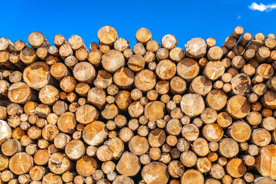 Stacked timber logs under blue sky in Seiser Alm.