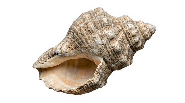 Beautiful conch shell displaying natural textures and an open interior, captured against a transparent gray checkered background.