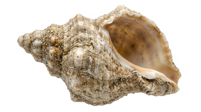 Rustic conch shell adorned with small sand particles and an open, textured interior, isolated on a transparent checkered background.