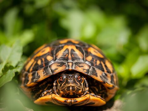 Close-up of endangered radiated tortoise with intricate shell pattern on green foliage
