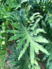 Close view of a deeply lobed philodendron leaf with layered green foliage, ideal for botanical backgrounds, wellness, interior styling, and garden design. © Joko