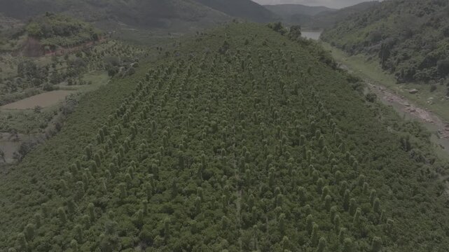 Aerial drone view of a lush pepper farm in Di Linh, Lam Dong, Vietnam. The farm utilizes intercropping, blending robust black pepper vines with shade-tolerant coffee plants for sustainable agriculture
