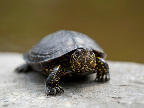 Close-up of wild eastern box turtle walking on concrete surface in natural habitat