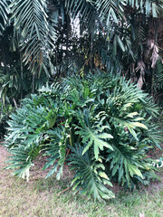 A broad clump of deeply cut philodendron foliage creates a lush garden mass, suitable for landscaping, resort planting, greenery, privacy, and outdoor design. © Joko
