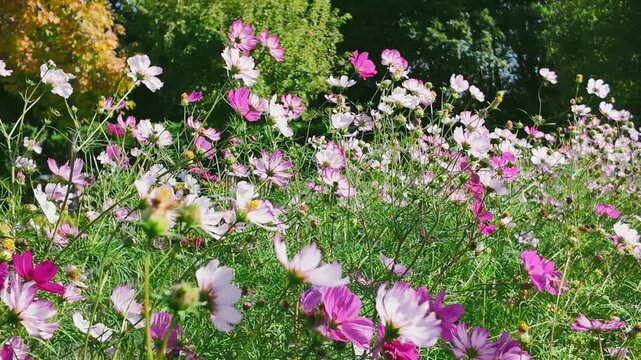 お花畑に咲く美しいコスモス