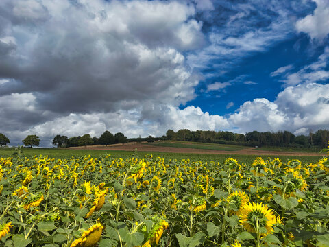 Bright Yellow Sunflowers Blooming in a Field Under Blue Sky with Clouds