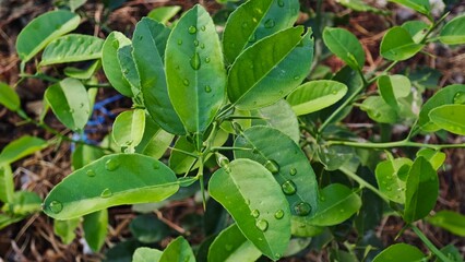 Fresh dew drops resting on young citrus leaves in the morning, highlighting the natural texture, vibrant green color, and freshness of a growing citrus plant. © Engky