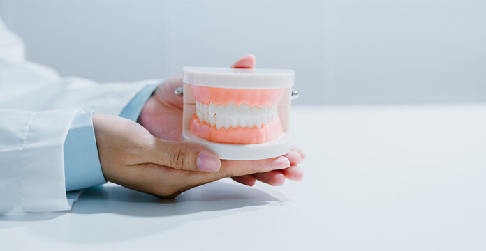 Dental care concept. Healthcare professional holding teeth model for oral health education and preventive dentistry, teeth, gums, hygiene, clinic, care