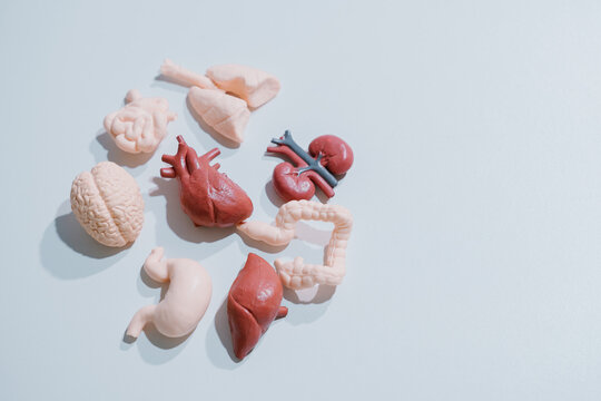 Human anatomy concept. Medical organ models arranged for healthcare education and body system study, organs, medicine, science, physiology, research