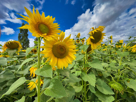 Vibrant Yellow Sunflowers Blooming in Field Under Dramatic Blue Sky and Clouds