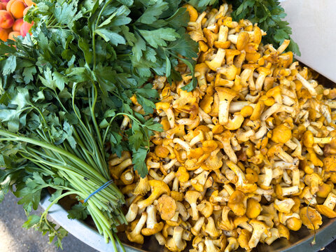Fresh Chanterelle Mushrooms at a City Farmers' Market &ndash; Seasonal Food and Local Produce