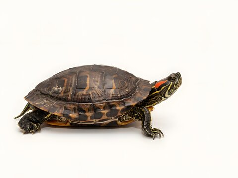 Close-up portrait of a detailed red-eared slider turtle walking on white background