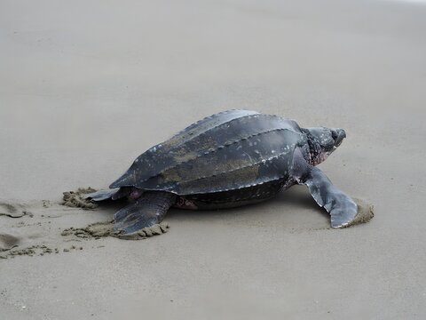 Sea turtle crawling on sandy beach towards ocean with wet shell and algae