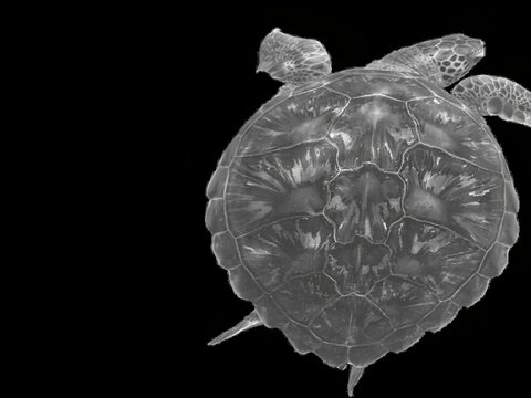 3D medical render of sea turtle shell anatomy with detailed internal skeletal structure visible