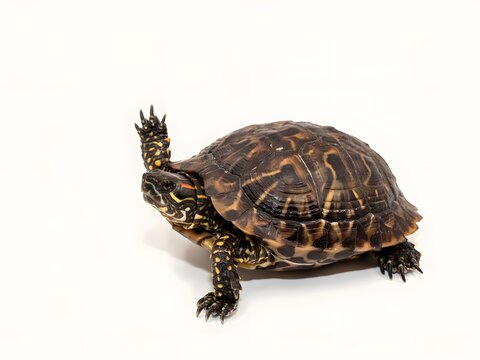 Close-up portrait of a detailed leopard tortoise walking on white background
