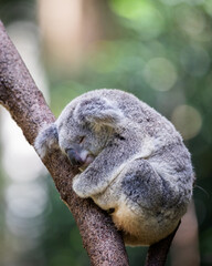 Koala  in tree © Luka